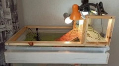 Îngrijirea și conținutul de broască țestoasă roșiatic la domiciliu