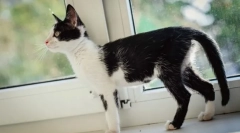 Îngrijirea unei pisici epuizate