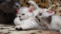 Pisici și pisoi care alăptează