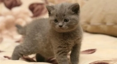 Îngrijire pentru pisoi