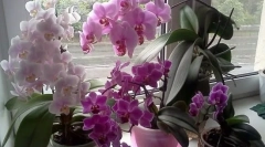 Orhidee de îngrijire