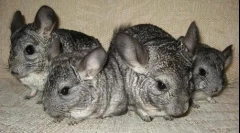 Îngrijire pentru chinchila