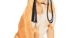 Îngrijirea câinelui