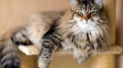 Îngrijirea unei pisici adulte