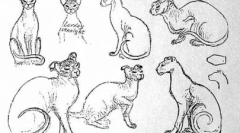 Ucraina levka - pet exotic