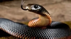 Mușcătura unui șarpe otrăvitoare și asistarea victimei