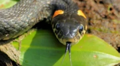 Mușcă șarpe nadovitic