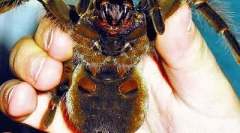 Mușcătură de păianjen