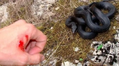 Mușcătură de șarpe