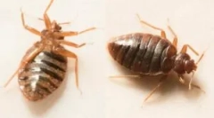 Blocuri orbe pe corpul copilului