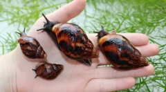 Akhatina melci decât utilă și ce dăunează omului