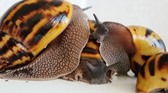 Melci de reproducere akhatina la domiciliu, ouă de ouă, îngrijire pentru descendenți