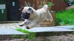 Ups, pug: cea mai amuzantă fotografie și video