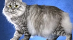 Mustață-dungat: pisici de casă cu culoarea tabby