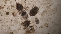 Earul cat tick: privire de ansamblu asupra celor mai populare picături