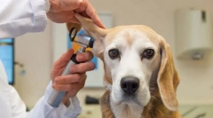 Infecții ale urechii