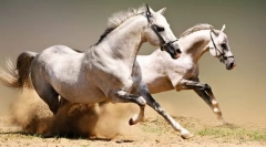 Împărțirea armăsarului