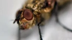 Eliminarea edemei și mâncărimi după mușcătura midge