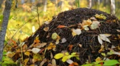 Dispozitiv și agricultură