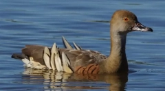 Utilă de rață de lemn