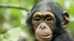 Animalele se vor cunoaște în oglindă?