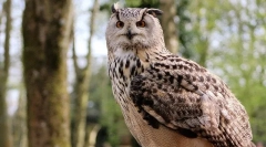 Care este diferența dintre bufnițele din filin