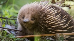 Care este misterul echidului?