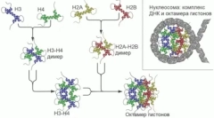 În genomul mamiferelor au găsit sute de gene necunoscute anterior