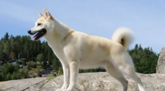 În ce țară, câinele a fost președinte și este adevărat