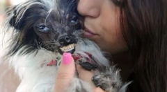 Concurența dintre câinii cei mai urâți a avut loc în california (12 fotografii)