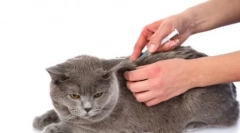 Cats vaccini: viziuni si preparate populare