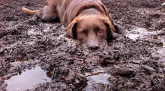 Falling în fadal și fekes