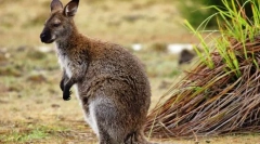 Wallaby