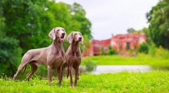 Weimaraner (foto): cel mai bun prieten al adevăratului vânător