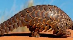Pangolină magnifică: animal scalabil