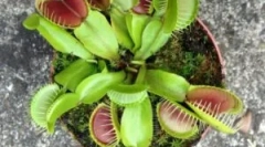 Veineriely mukholovka - o floare care mănâncă insecte