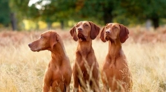 Maghiară ridicată (foto): vânător minunat cu aspect luminos