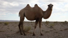 Camel dugorble