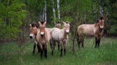 Revenind la viață: animalele care au fost considerate dispărute și apoi au fost găsite