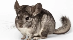 Greutatea și dimensiunea chinchilla, masă de dezvoltare de luni de zile