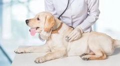 Inspecția veterinară