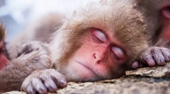 Va vedea animalele visele?