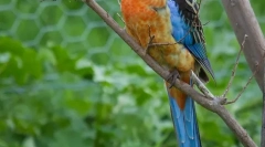 Tipuri de papagali de casă de dimensiuni medii