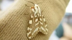 Vizualizări și caracteristici ale molii