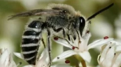 Tipuri și stilul de viață al albinelor sălbatice