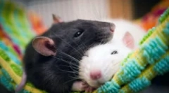 Tipuri și rase de șobolani