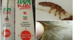 Tipuri și aplicarea fondurilor steam plus de la păduchi