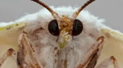 Tipuri și etape ale dezvoltării molii