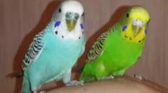 Tipuri de căpușe în papagalii ondulați