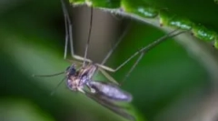 Tipuri de țânțari și habitate